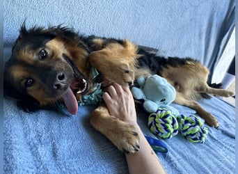 Zapote - Großer Schmusebär auf der Suche nach seinem Happy EndGroßer Schmusebär auf der Suche nach s