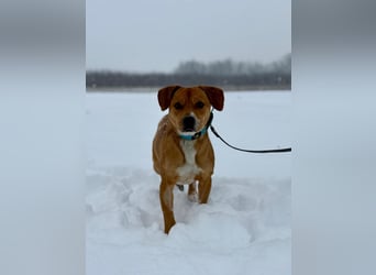 Gemma - Sensible, aktive Hündin sucht liebe Menschen