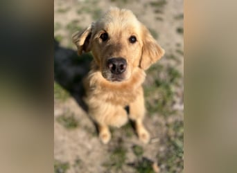 Chopper - selbstbewusster Goldie-Mix sucht seine Familie *in 86685 Huisheim*