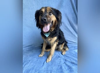 Zapote - Großer Schmusebär auf der Suche nach seinem Happy EndGroßer Schmusebär auf der Suche nach s