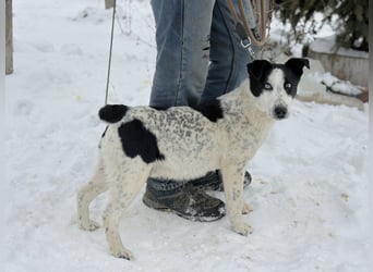 Kripton -Fröhlicher Entdecker mit großem Herz!