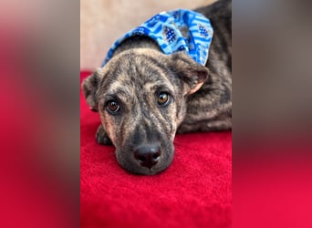 Villi - Junger Mischlingsrüde sucht seine Familie