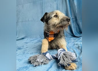 Rafi - Toller Begleiter sucht seine Menschen!