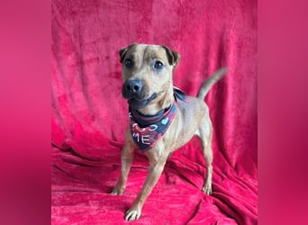 Zerind -Sensibler, freundlicher Rüde sucht seine Menschen!