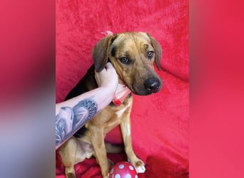 Ash - Sensibler Hundejunge sucht verständnisvolles Zuhause!