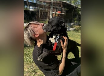 Lara Treue Seele sucht ihr endgültiges Zuhause