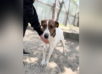 Nococo Kleiner Charmeur sucht sein Glück