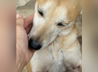 Szotti -Sanfter Rüde auf der Suche nach seinen Menschen