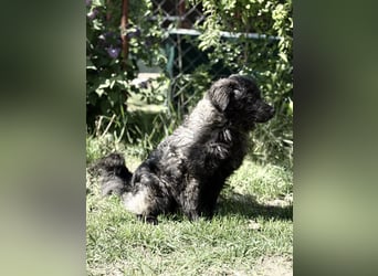 Pepper (Poppea) Sanfte junge Hündin sucht geduldige Menschen mit Herz
