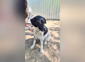 Gustav (Gaston) Aktiver Herzenshund sucht seine Menschen fürs Leben!