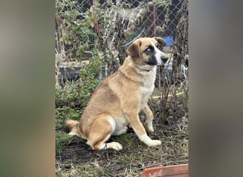 Shirley -Liebes Wesen möchte endlich ankommen!