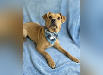 Frisco - Verschmuster Herzenshund sucht sein Glück