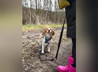Pippa - Kleine Beagle-Mix Hündin sucht ein Zuhause