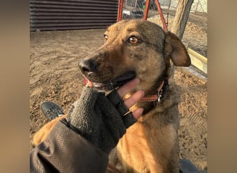 Prometeusz Sensibler Hund sucht Menschen mit Geduld und Herz