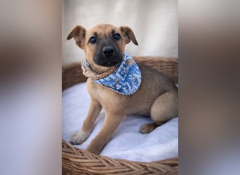 Arnie - Süsser Welpenjunge sucht seine Familie!