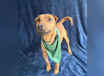 Zerind -Sensibler, freundlicher Rüde sucht seine Menschen!