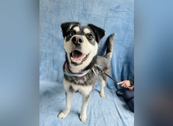 Timur (Trappista) - Menschenbezogener Wirbelwind sucht sein Zuhause