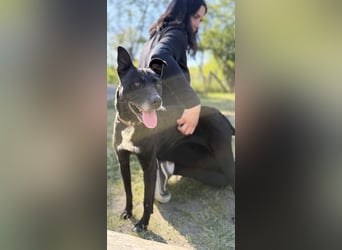 Lara Treue Seele sucht ihr endgültiges Zuhause