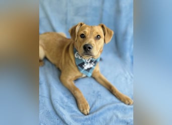 Frisco - Verschmuster Herzenshund sucht sein Glück