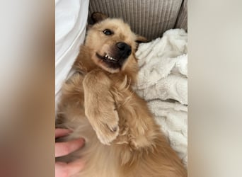 Chopper - selbstbewusster Goldie-Mix sucht seine Familie *in 86685 Huisheim*