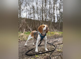 Pippa - Kleine Beagle-Mix Hündin sucht ein Zuhause