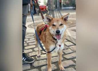 Rony-Aktiver, freundlicher Rüde mit Köpfchen