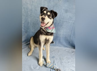 Timur (Trappista) - Menschenbezogener Wirbelwind sucht sein Zuhause