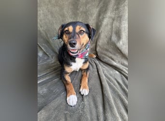 Gareth - Treuer Herzenshund sucht sein Für-immer-Zuhause *bald in 71711 Murr*