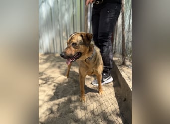 Prometeusz Sensibler Hund sucht Menschen mit Geduld und Herz