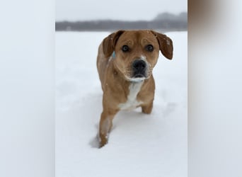 Gemma - Sensible, aktive Hündin sucht liebe Menschen