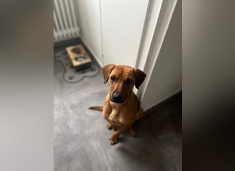 Richard-verschmuster Rüde sucht sein Zuhause