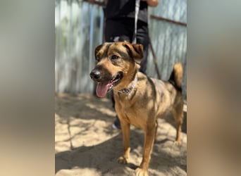 Prometeusz Sensibler Hund sucht Menschen mit Geduld und Herz