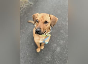 Richard-verschmuster Rüde sucht sein Zuhause