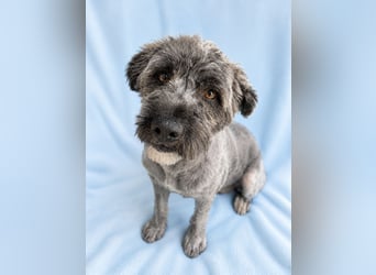 Cody - Sensibler Rüde sucht einfühlsames Zuhause