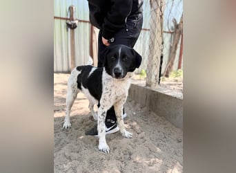 Gustav (Gaston) Aktiver Herzenshund sucht seine Menschen fürs Leben!