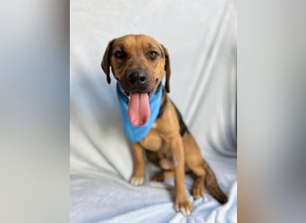 Ash - Sensibler Hundejunge sucht verständnisvolles Zuhause!