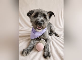 Cody - Sensibler Rüde sucht einfühlsames Zuhause