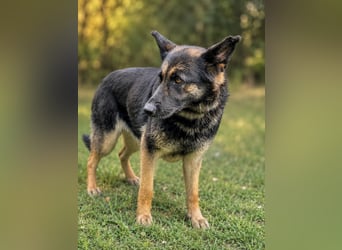 Dora (Démon) - Bezaubernde Schäfer-Mix-Hündin sucht ihr Zuhause!