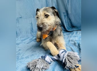 Rafi - Toller Begleiter sucht seine Menschen!