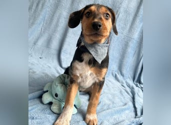 Clementine -Kleine aktive Entdeckerin sucht ihre Familie