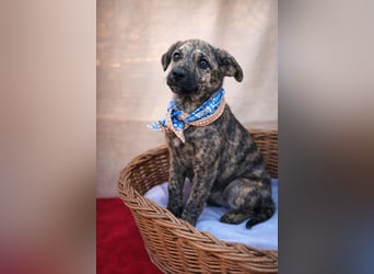 Villi - Junger Mischlingsrüde sucht seine Familie