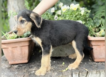 Irma - Bezauberndes Hundemädchen sucht ihr Zuhause!