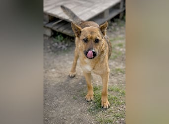 Suki (Cuki) - Freundliche Hündin mit großem Herz sucht ihre Familie