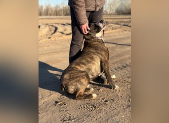 Hardin Fröhlicher, aktiver Traumhund sucht seine Menschen