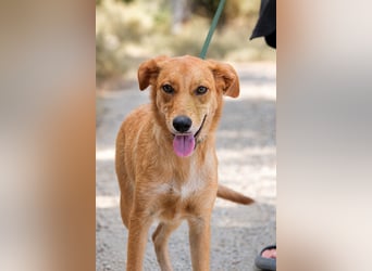 Ayla - Lebesnfrohes Hundemädchen sucht ihr Für-immer-Körbchen