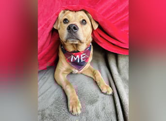 Frisco - Verschmuster Herzenshund sucht sein Glück