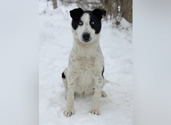 Kripton -Fröhlicher Entdecker mit großem Herz!