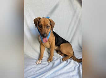 Ash - Sensibler Hundejunge sucht verständnisvolles Zuhause!