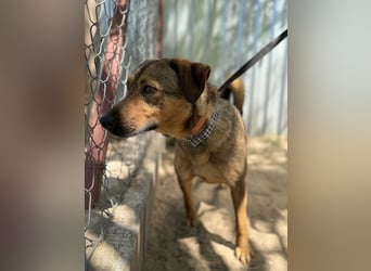 Prometeusz Sensibler Hund sucht Menschen mit Geduld und Herz