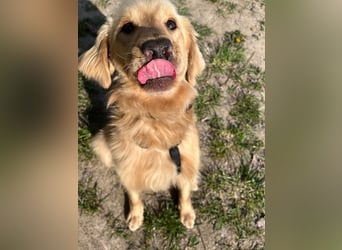 Chopper - selbstbewusster Goldie-Mix sucht seine Familie *in 86685 Huisheim*